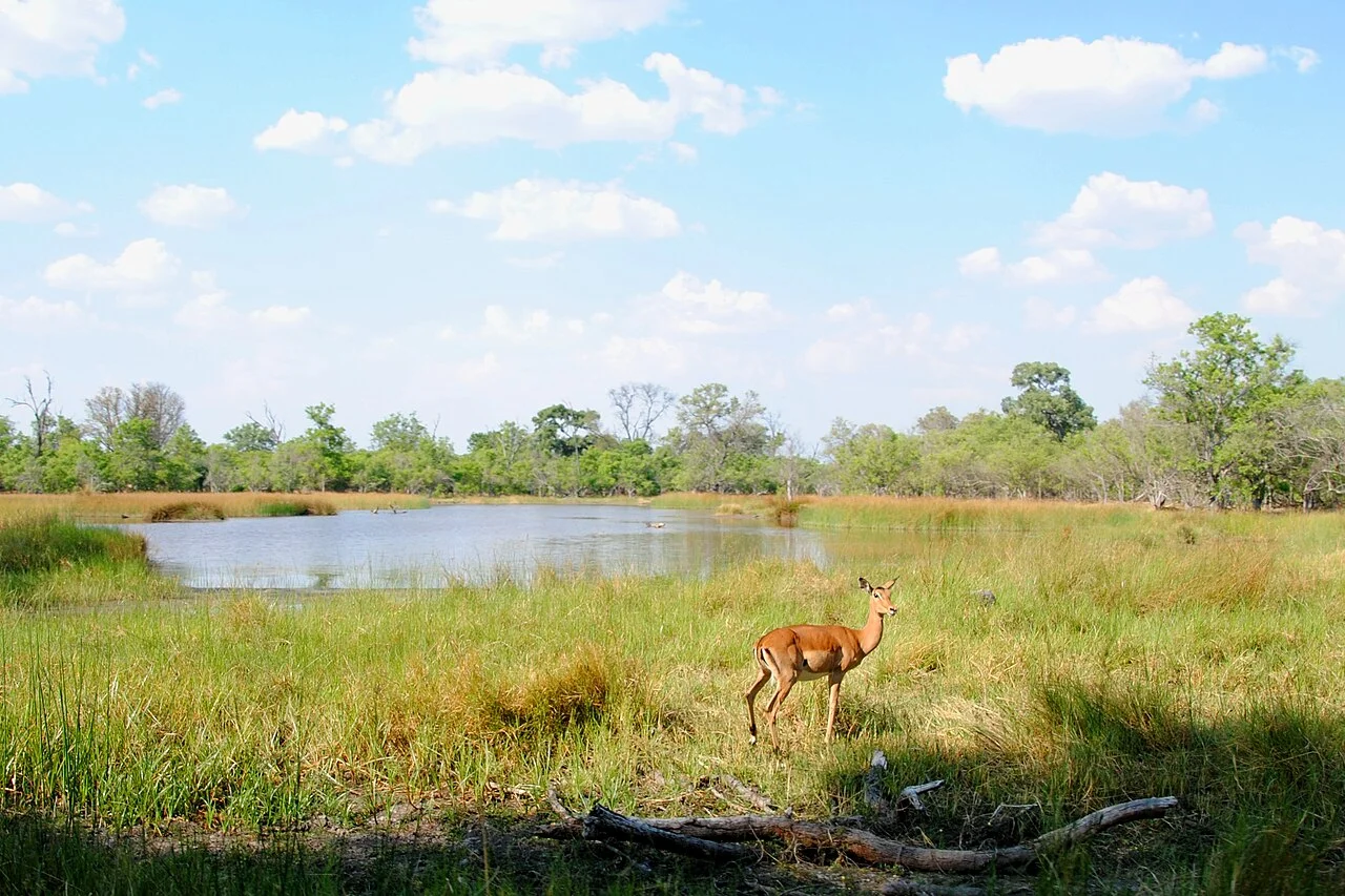 Impala beside water and grass in Moremi Game Reserve
